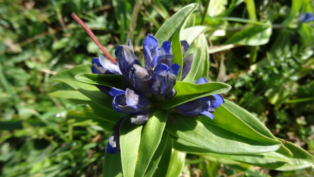 Gentiane Croisette - Gentiana Cruciata