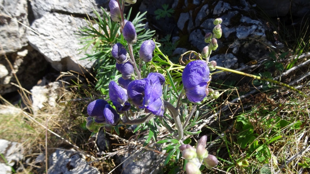 Aconit Napel - Aconitum Napellus