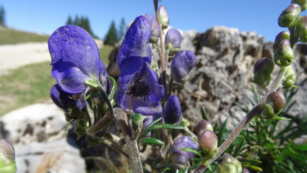 Aconit Napel - Aconitum Napellus