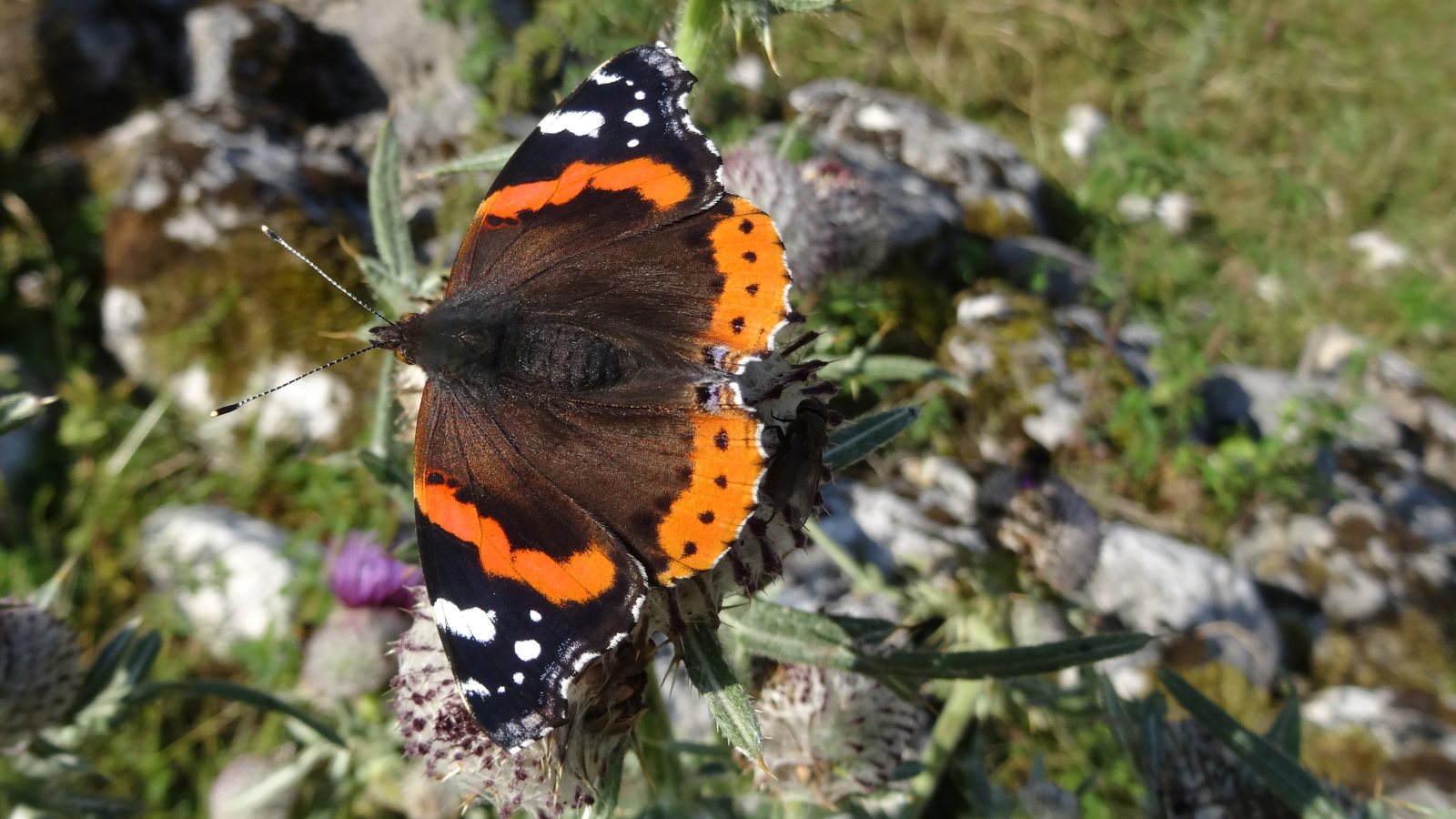 Vulcain – Vanessa Atalanta