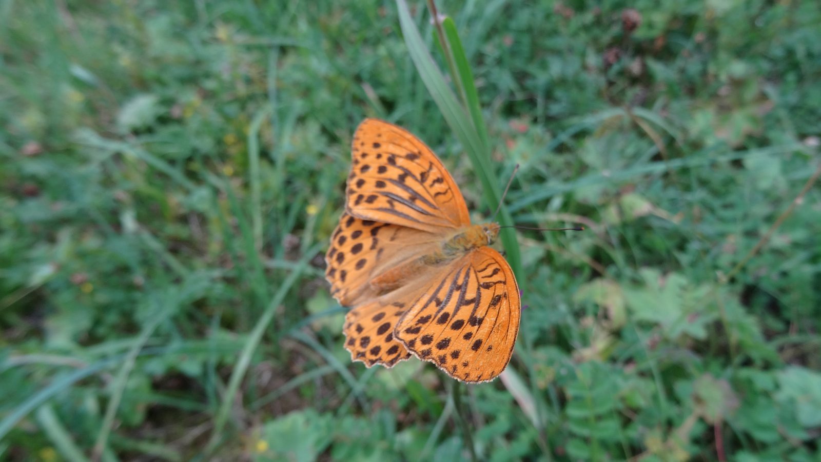 Tabac d’Espagne – Argynnis Paphia