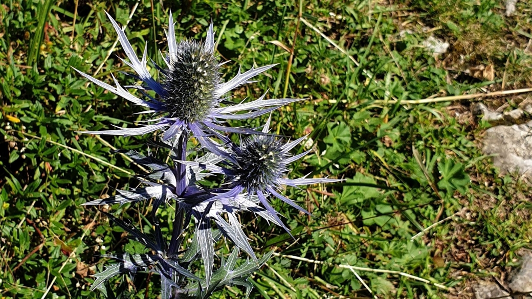 Panicaut des Alpes - Eryngium Alpinum 