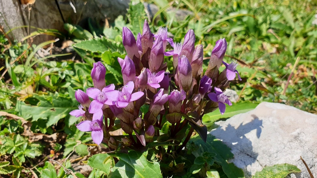 Gentiane des Champs - Gentianella Campestris