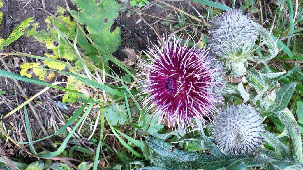 Cirse Laineux - Cirsium Eriophorum