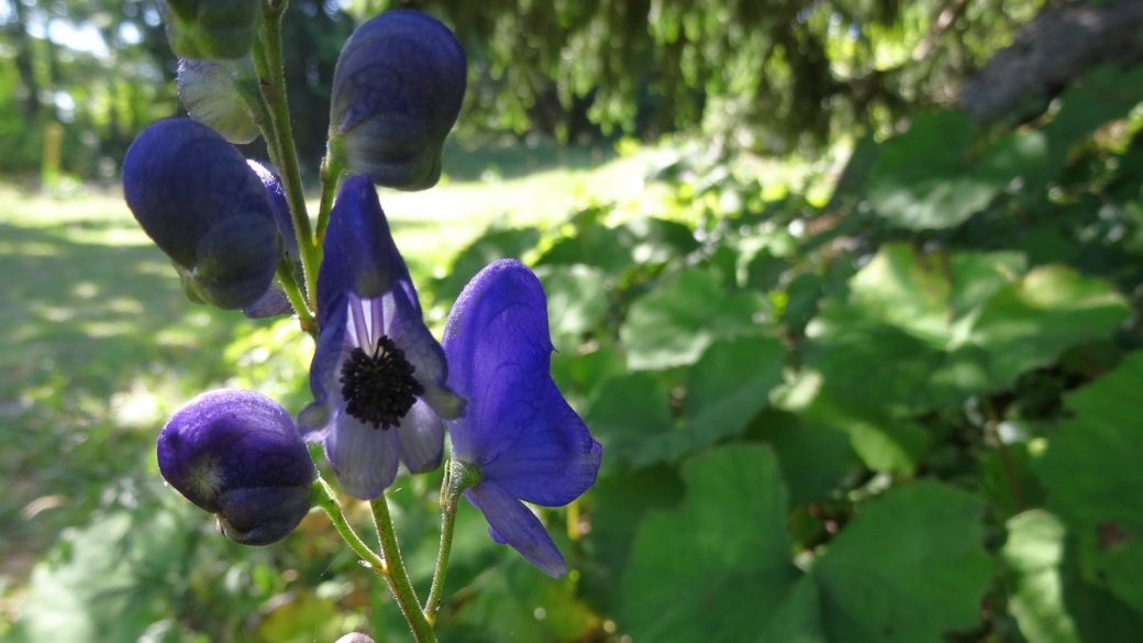 Aconit Napel - Aconitum Napellus