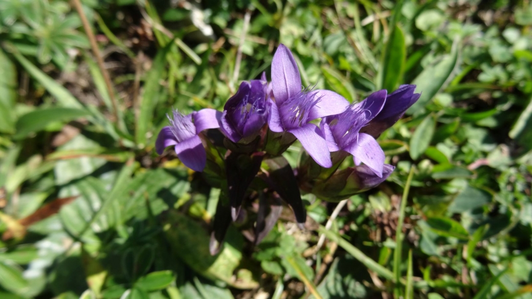 Gentiane des Champs - Gentianella Campestris