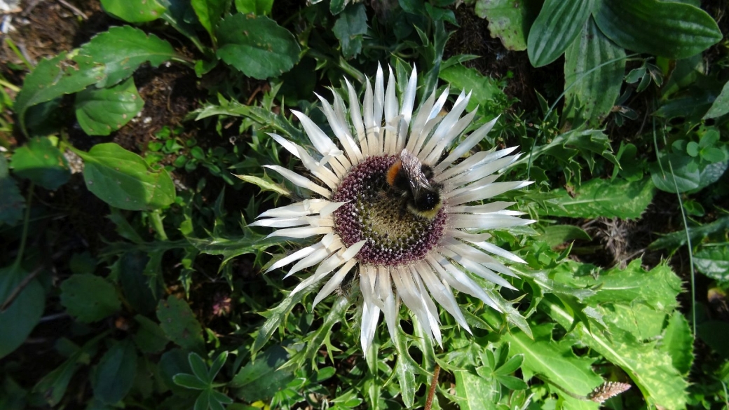 Carline Acaule - Carlina Acaulis