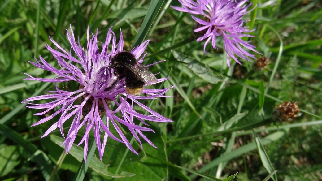 Centaurée Jacée - Centaurea Jacea