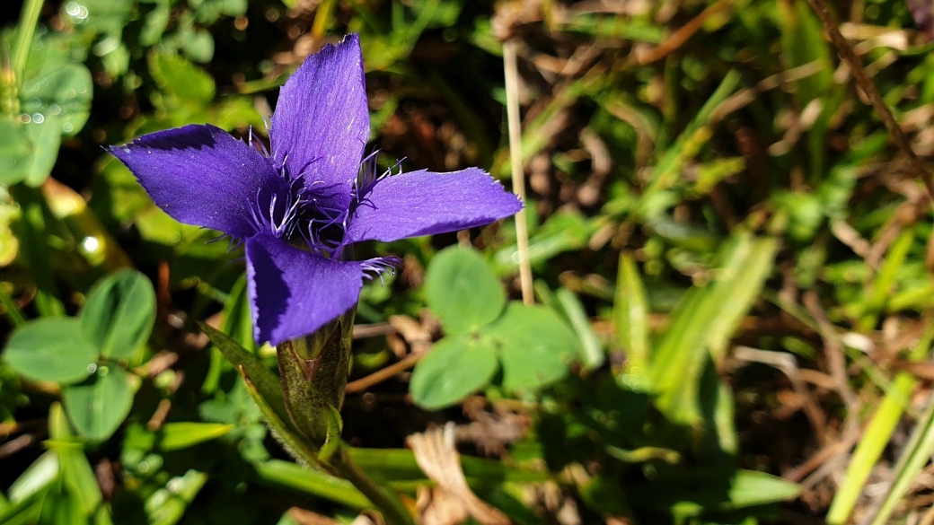 Gentiane Ciliée - Gentianopsis Ciliata