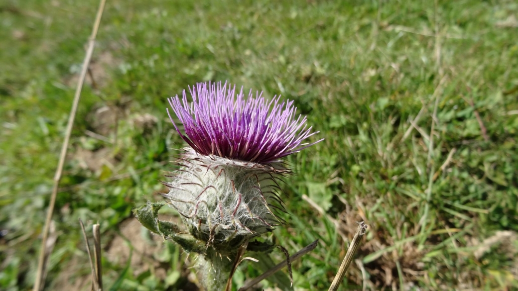 Cirse Capitule Laineux - Cirsium Eriophorum