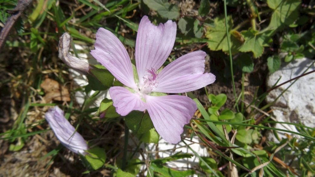 Mauve Musquée - Malva Moschata