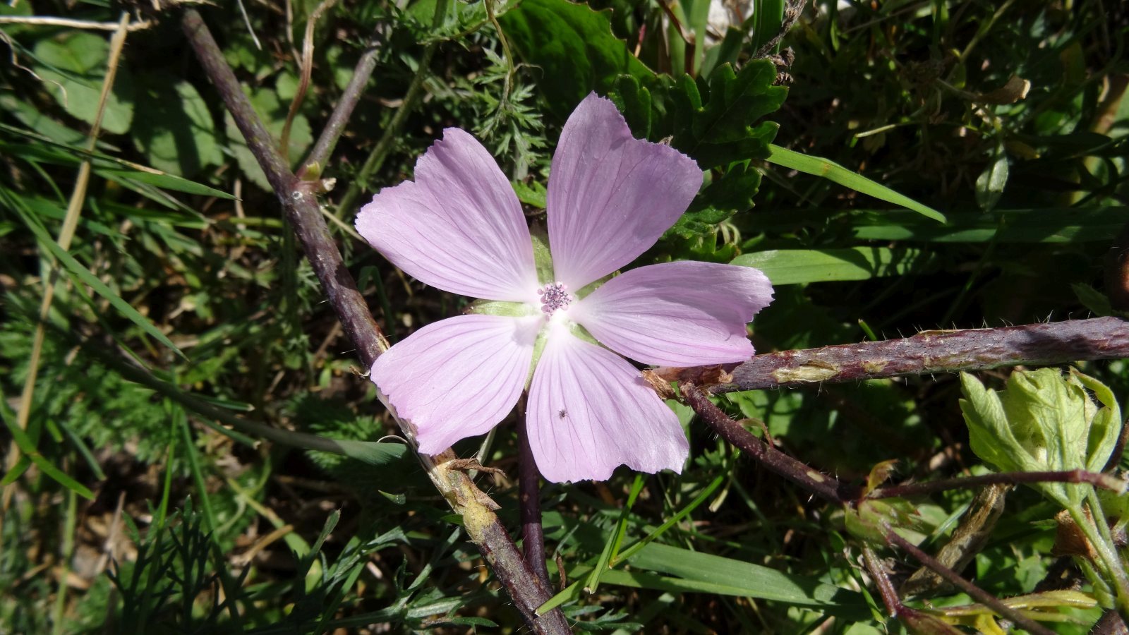 DSC00854