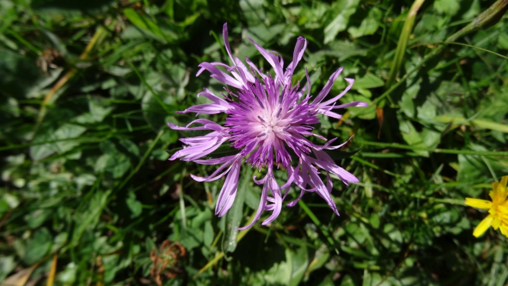 Centaurée Jacée - Centaurea Jacea