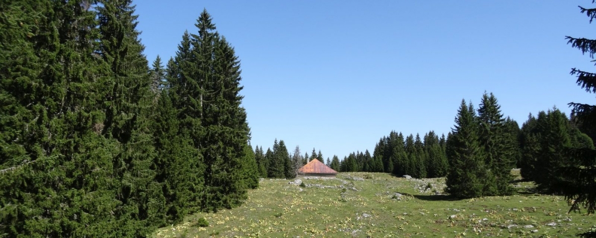 Bois de la Baragne