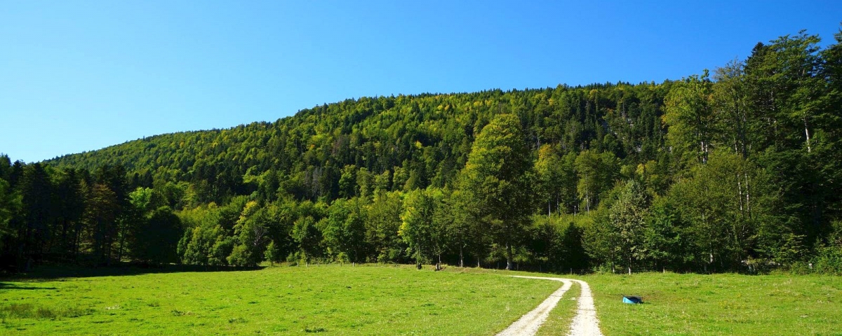 Le Pré des Troncs