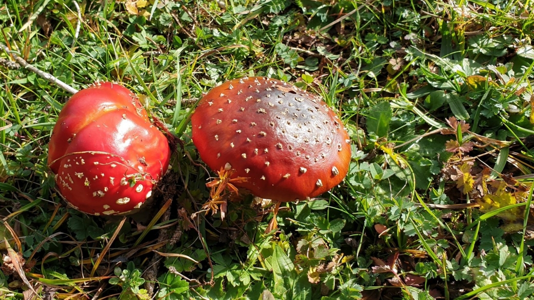 Amanite Tue-Mouches - Amanita Muscaria