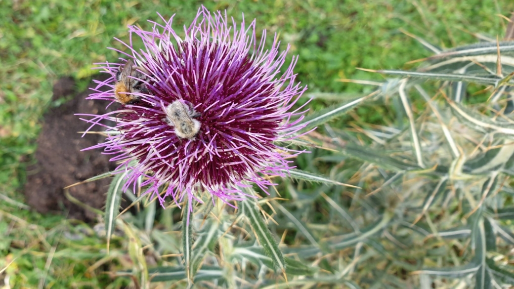 Cirse Capitule Laineux - Cirsium Eriophorum 