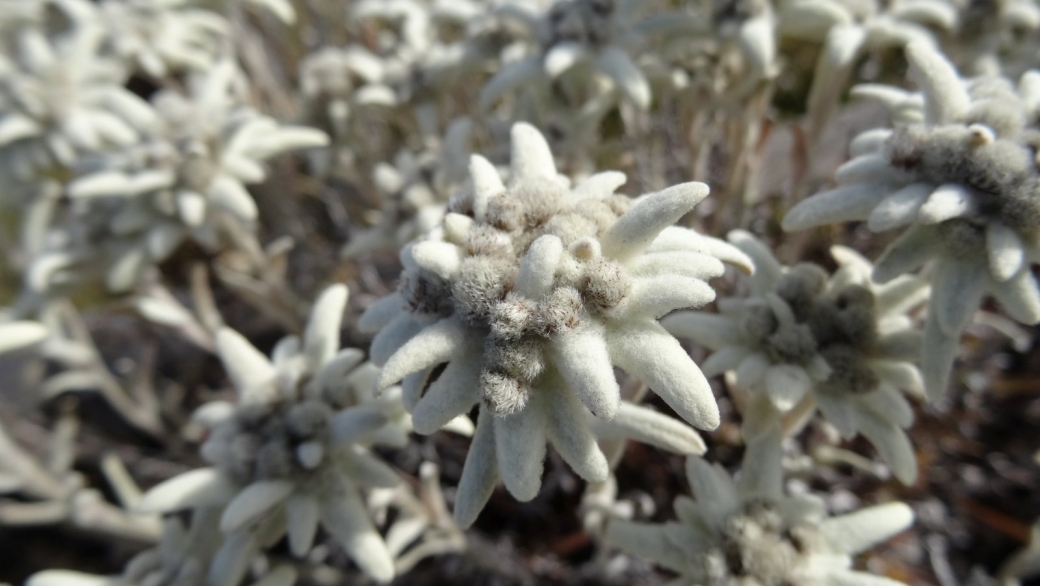 Edelweiss - Leontopodium Alpinum