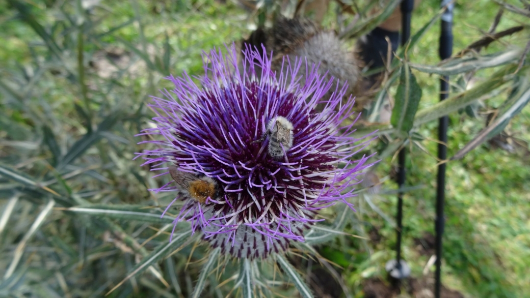 Cirse Capitule Laineux - Cirsium Eriophorum