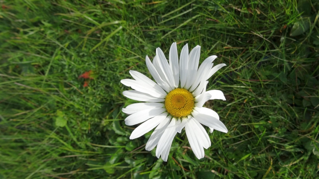 Marguerite Commune - Leucanthemum Vulgare