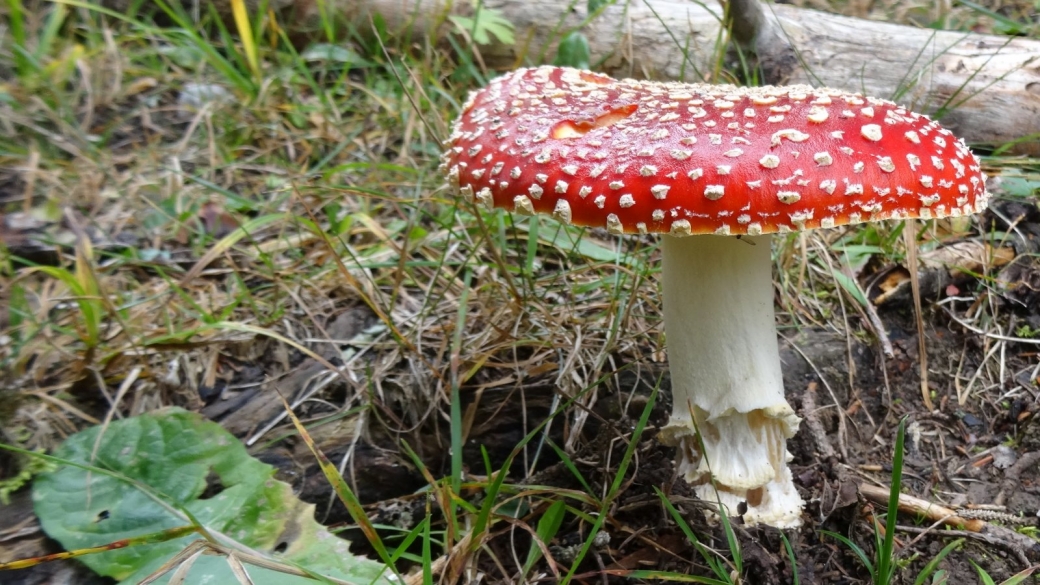 Amanite Tue-Mouches - Amanita Muscaria