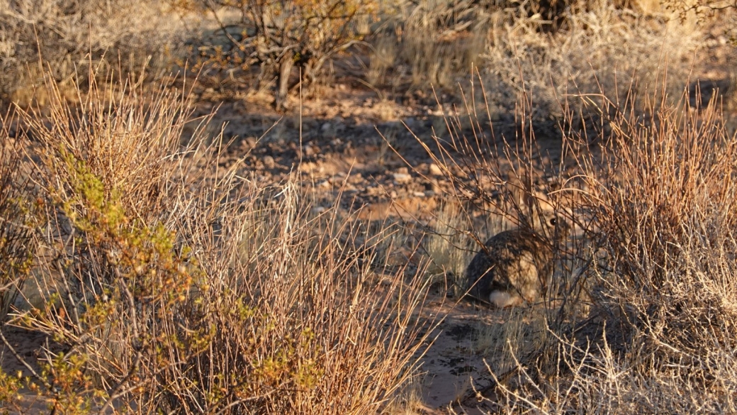 Desert Cottontail - Sylvilagus Audubonii