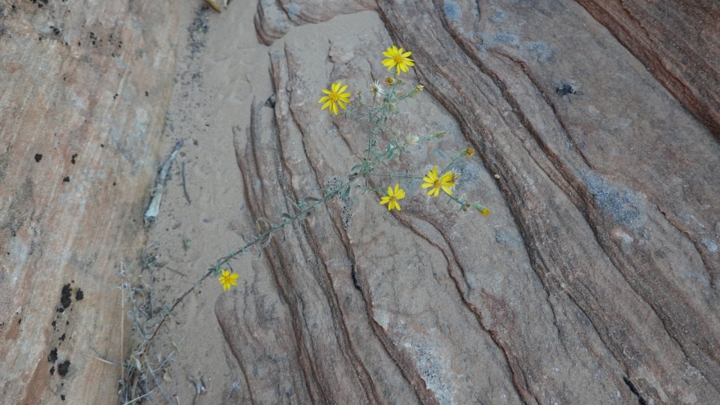 Thread-leaf Ragwort - Senecio Flaccidus