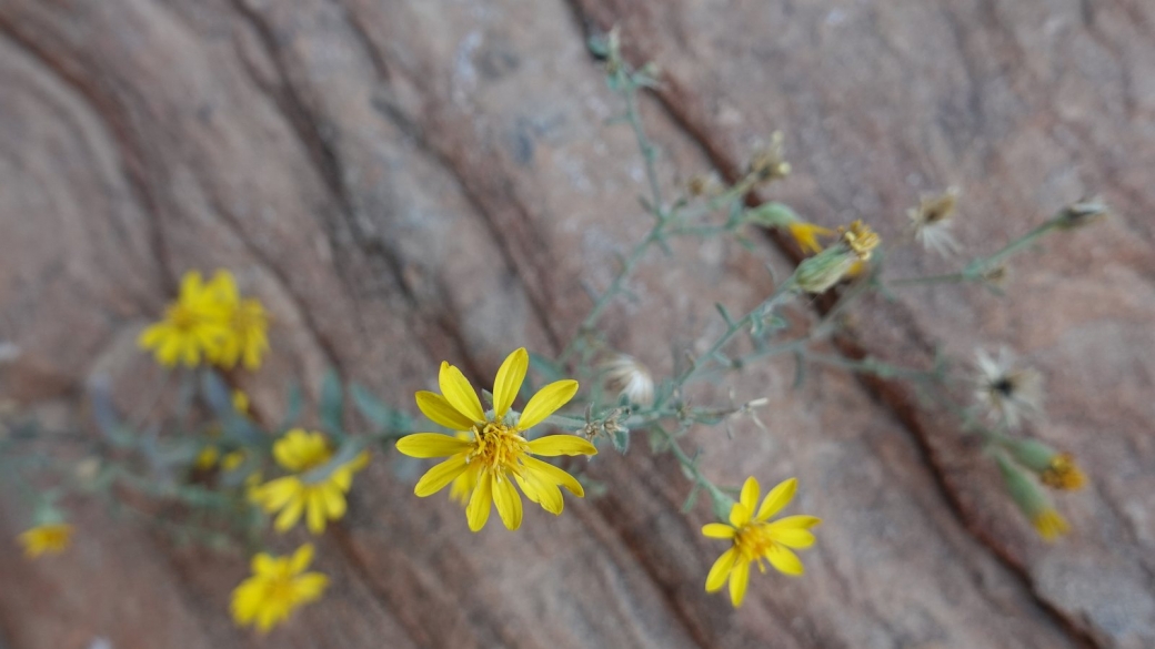 Thread-leaf Ragwort - Senecio Flaccidus