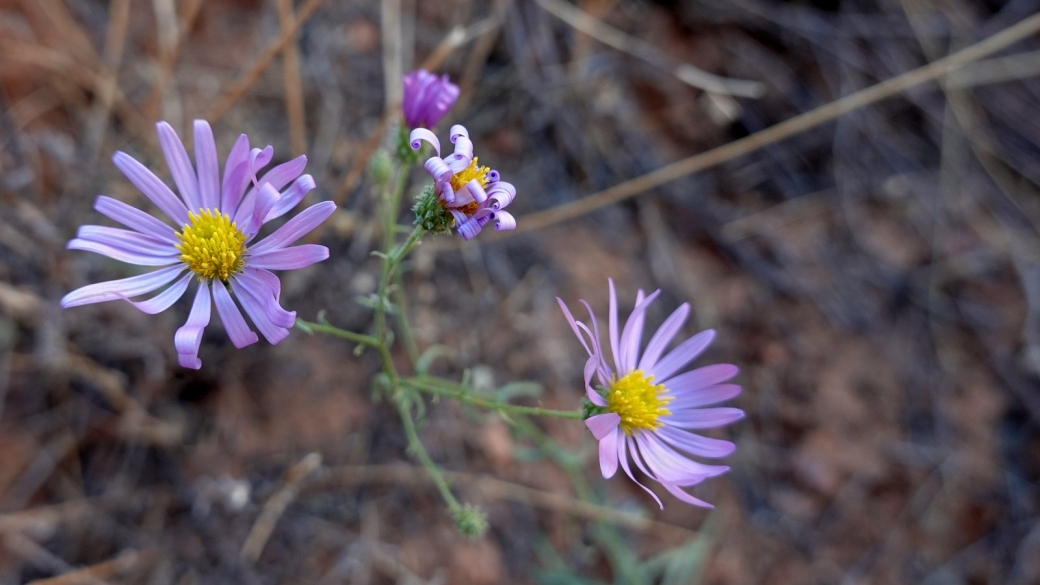 Hoary Tansyaster - Dieteria Canescens