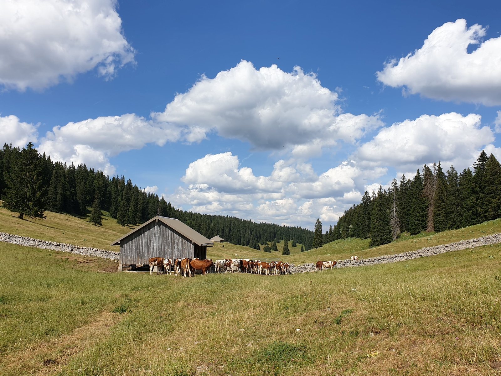 Couvert des Begnines – Arzier-Le Muids – Vaud – Suisse
