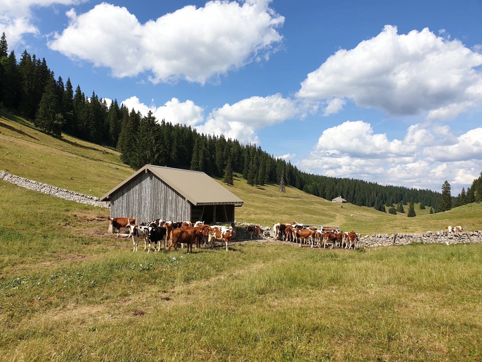 Couvert des Begnines – Arzier-Le Muids – Vaud – Suisse