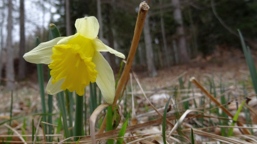 Jonquille - Narcissus Jonquilla