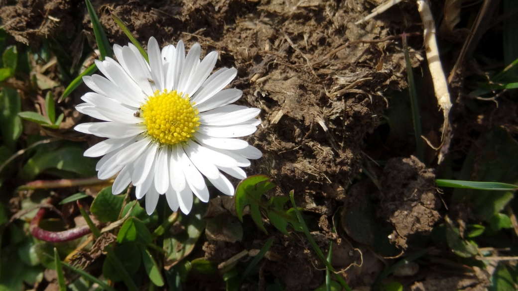 Pâquerette - Bellis Perennis