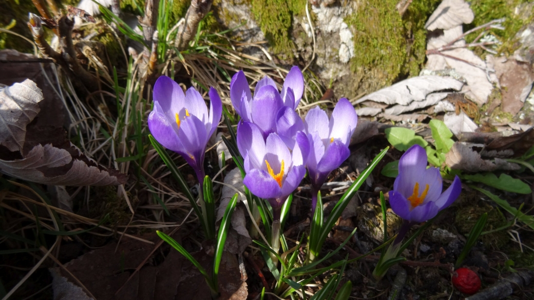 Crocus - Crocus Albiflorus