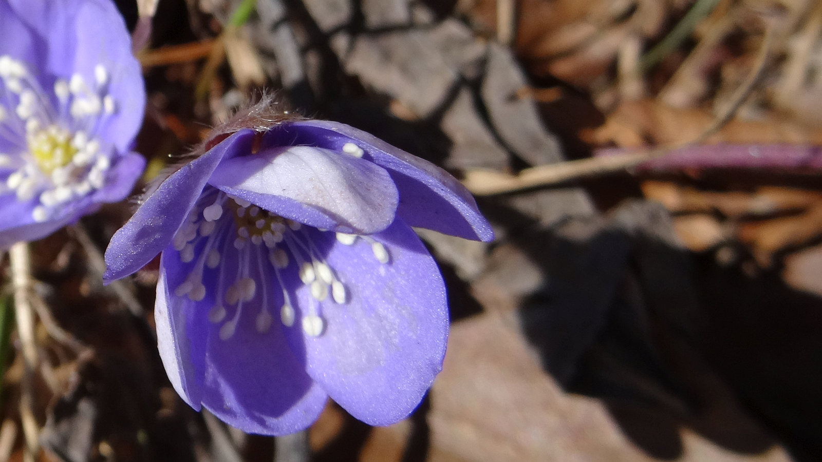 Anémone Hépatique – Hepatica Nobilis