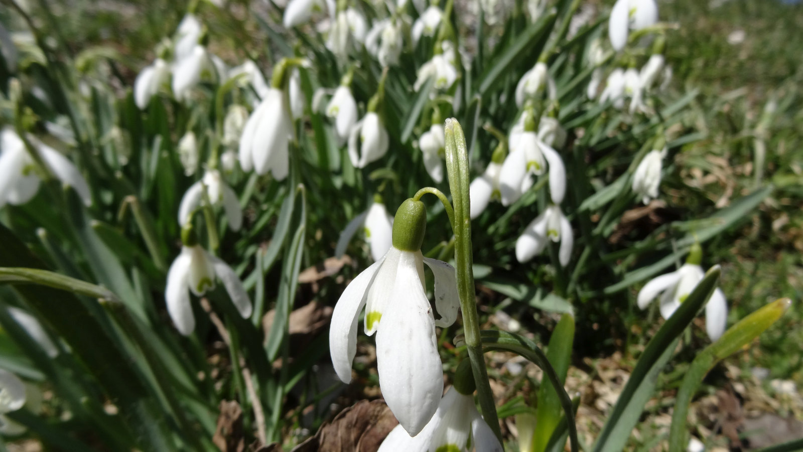 Perce-neige – Galanthus Nivalis