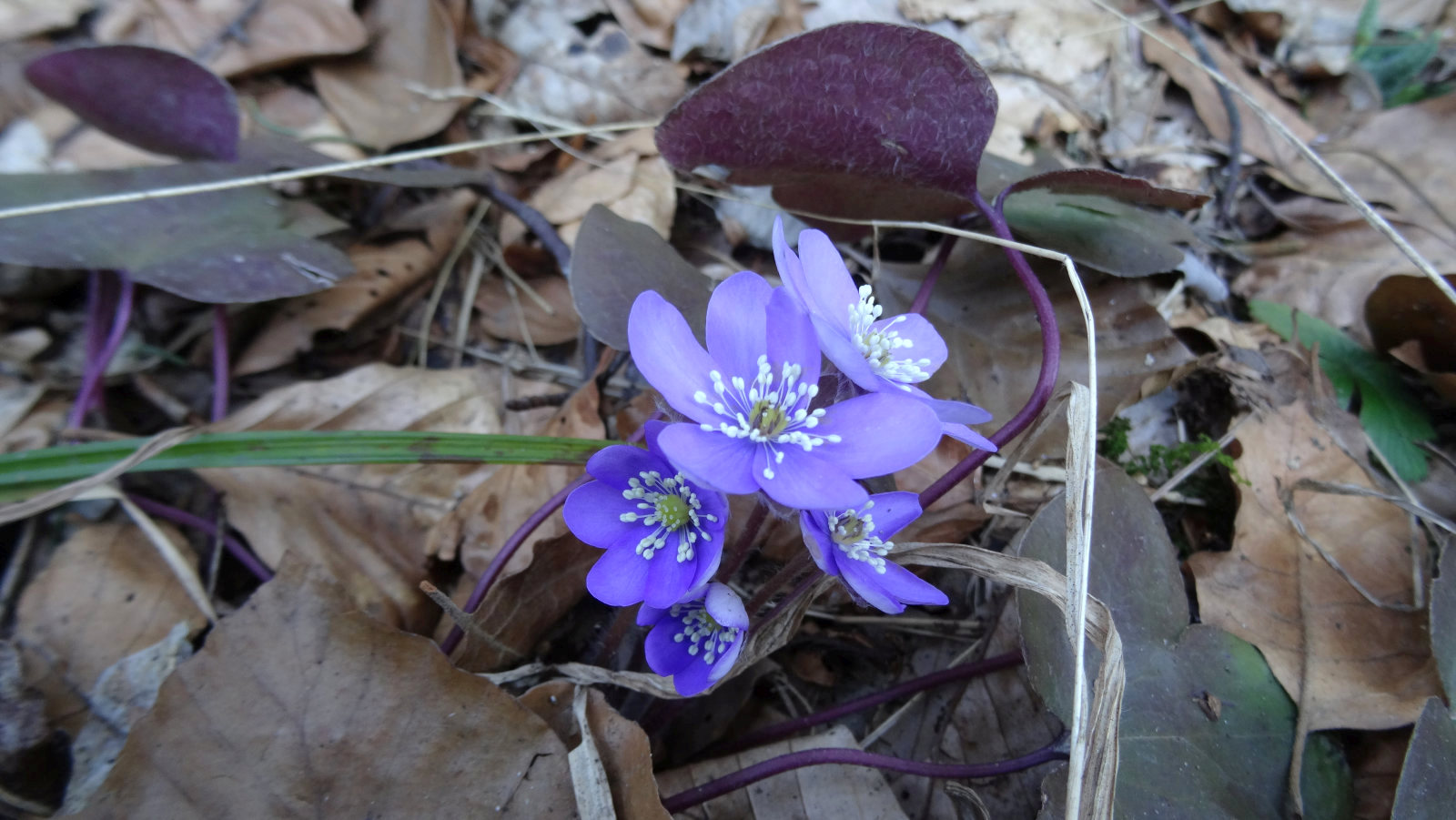 Anémone Hépatique – Hepatica Nobilis