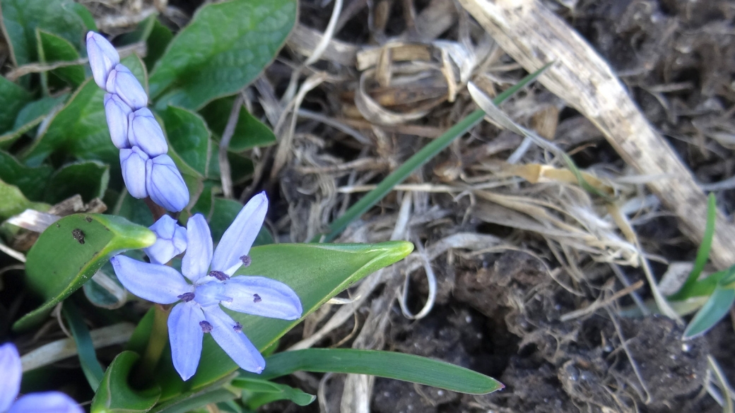 Scille à deux Feuilles - Scilla Bifolia