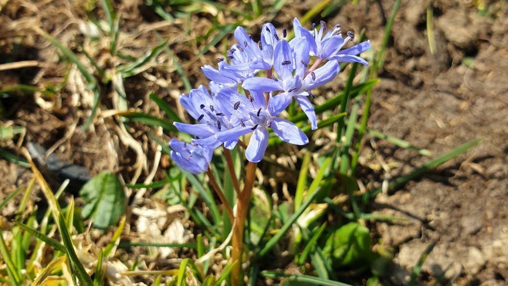 Scille à Deux Feuilles - Scilla Bifolia