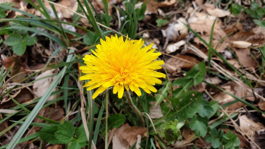 Common Dandelion – Taraxacum Officinale