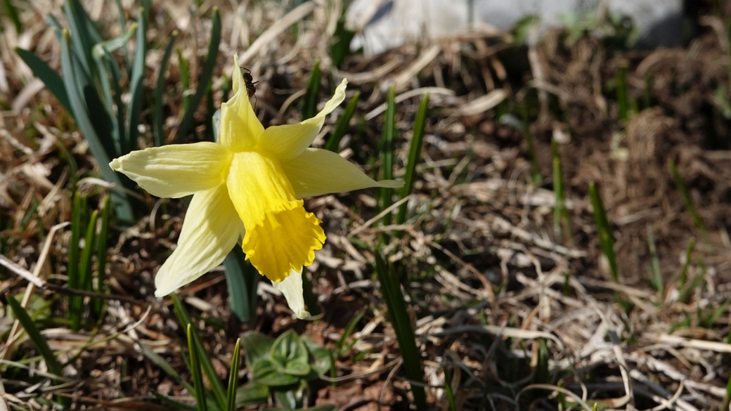 Jonquille - Narcissus Jonquilla