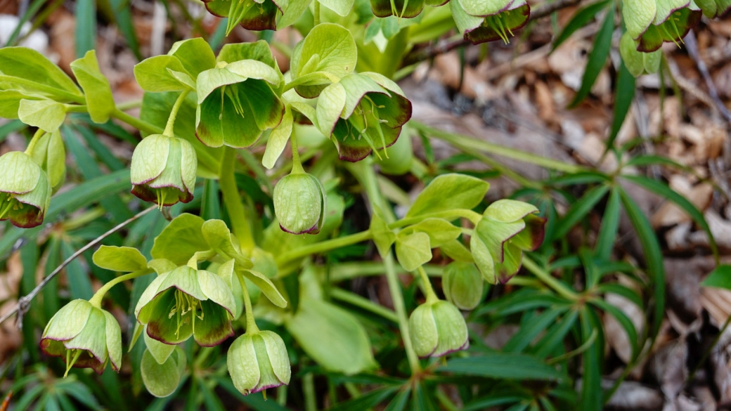 Hellébore Fétide - Helleborus Foetidus