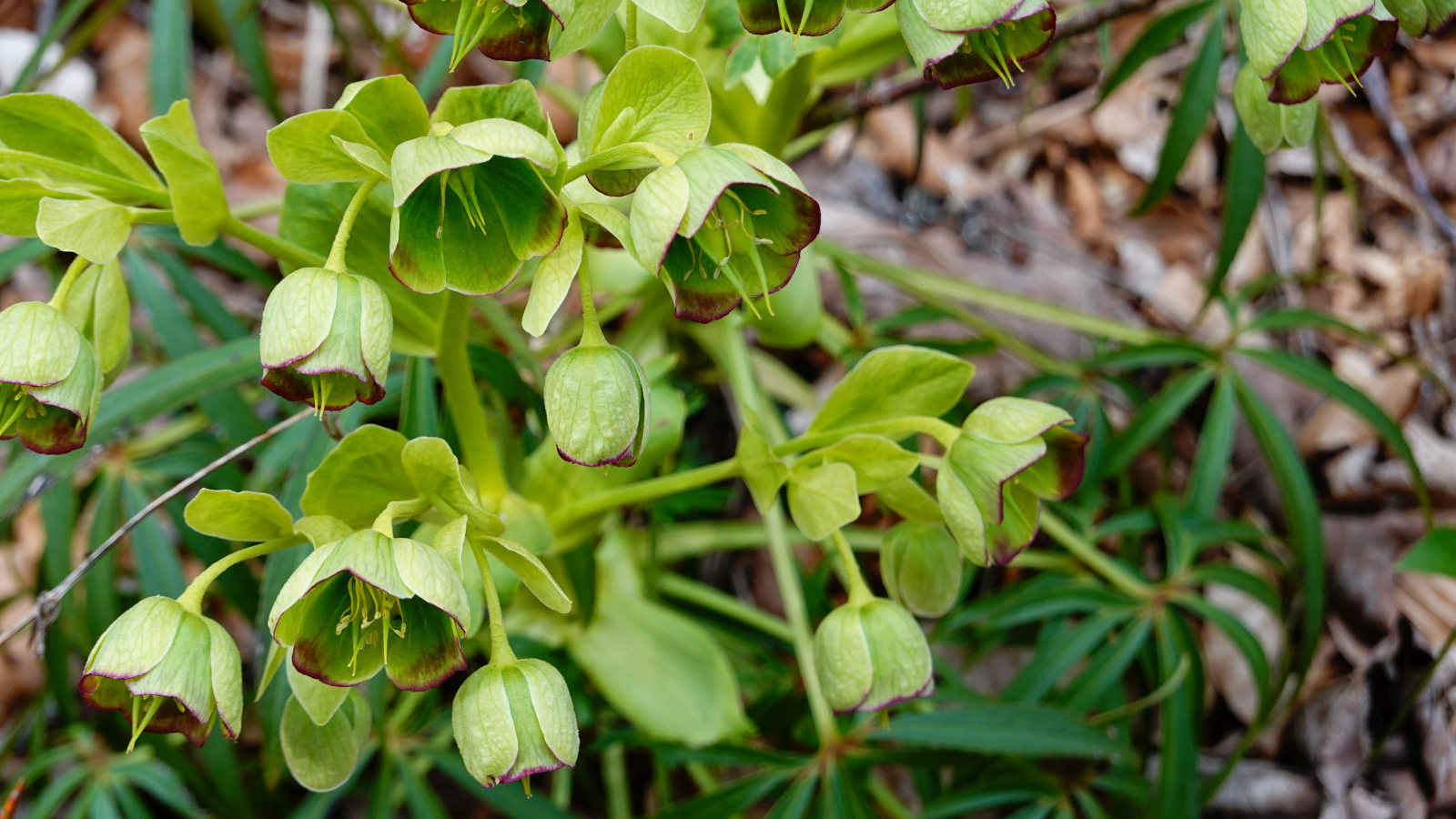 Hellébore Fétide – Helleborus Foetidus