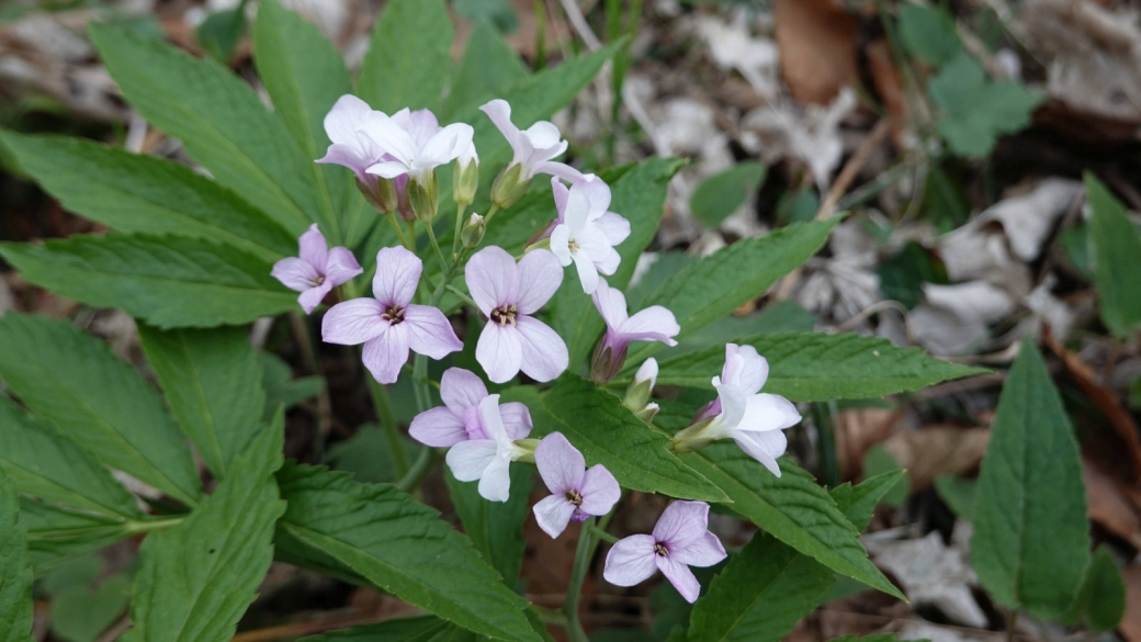 Cardamine à Sept Folioles - Cardamine Heptaphylla