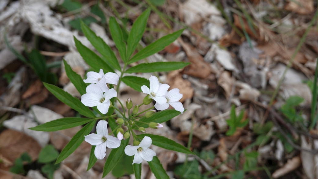 Cardamine à Sept Folioles - Cardamine Heptaphylla