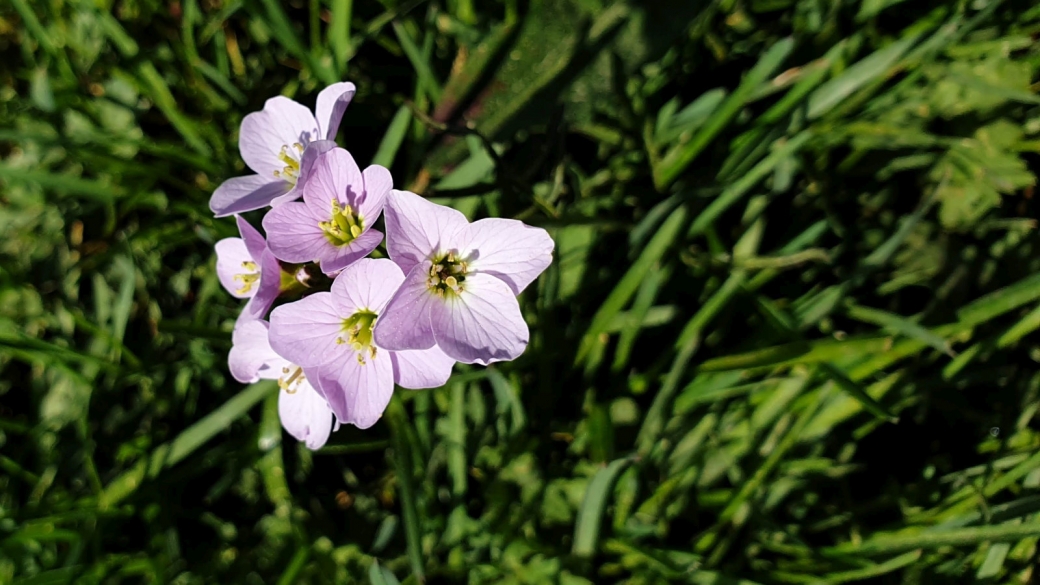 Cardamine des Prés – Cardamine Pratensis