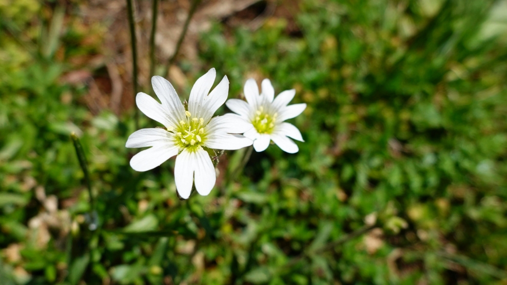 Stellaire Holostée - Stellaria Holostea