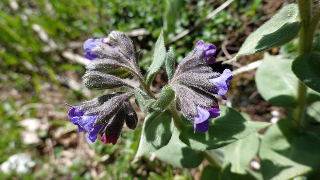 Pulmonaire Officinale - Pulmonaria Officinalis