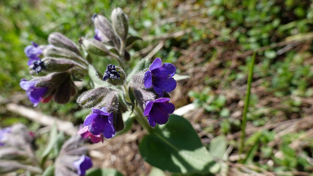 Pulmonaire Officinale - Pulmonaria Officinalis