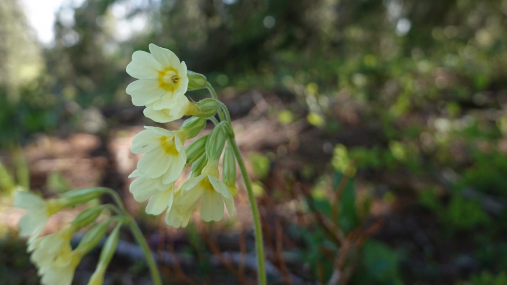 Primevère Officinale - Primula Veris